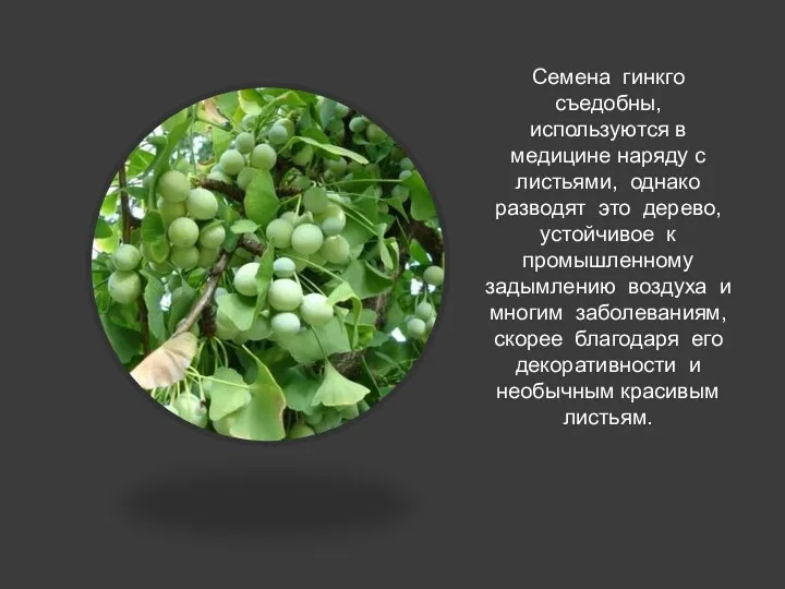 Семена гинкго съедобны, используются в медицине наряду с листьями, однако