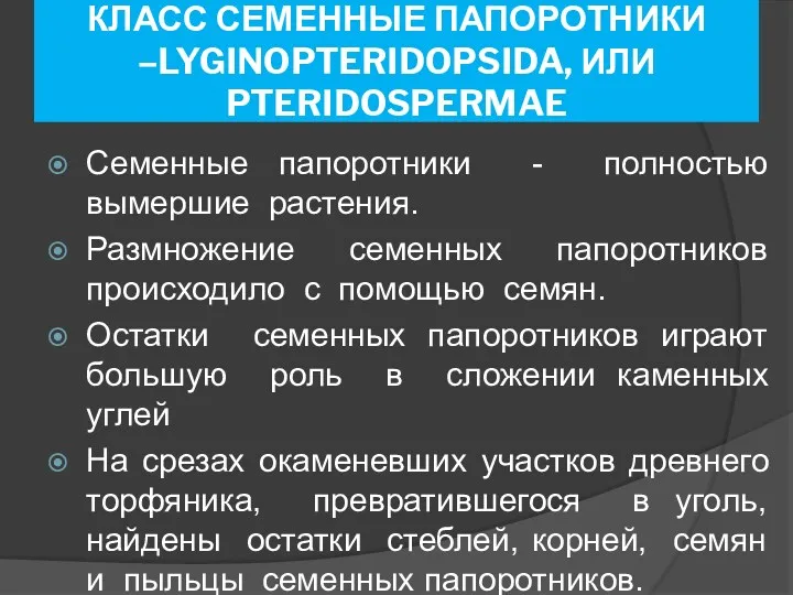 КЛАСС СЕМЕННЫЕ ПАПОРОТНИКИ –LYGINOPTERIDOPSIDA, ИЛИ PTERIDOSPERMAE Семенные папоротники - полностью