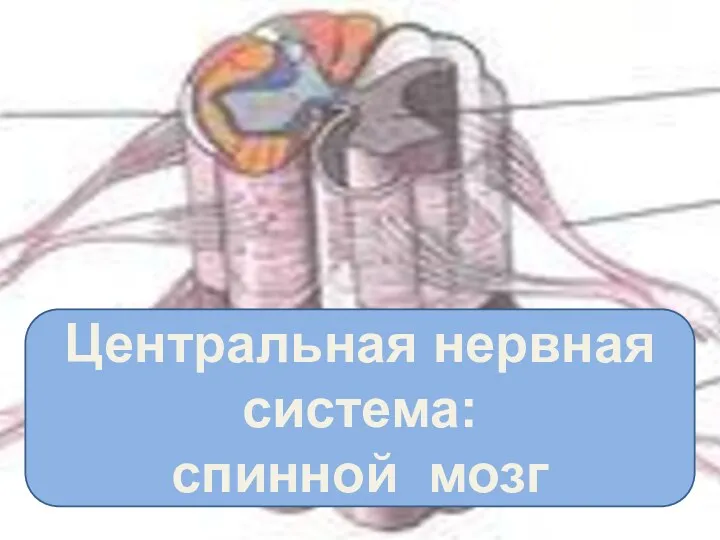 Центральная нервная система: спинной мозг