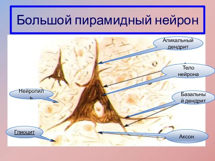 Большой пирамидный нейрон Тело нейрона Глиоцит Аксон Базальный дендрит Нейропиль Апикальный дендрит
