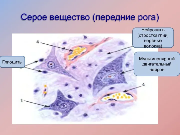 Серое вещество (передние рога) Нейропиль (отростки глии, нервные волокна) Глиоциты Мультиполярный двигательный нейрон