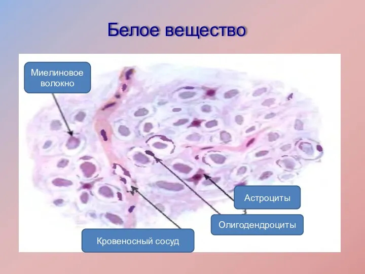 Белое вещество Миелиновое волокно Кровеносный сосуд Олигодендроциты Астроциты