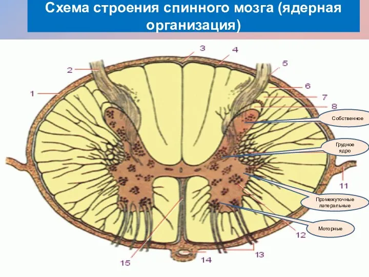 Схема строения спинного мозга (ядерная организация) Грудное ядро Собственное Промежуточные латеральные Моторные