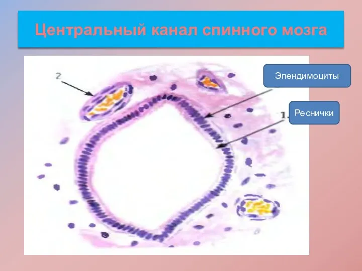 Центральный канал спинного мозга Реснички Эпендимоциты