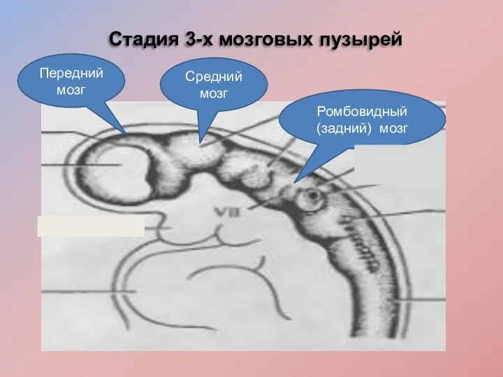 Стадия 3-х мозговых пузырей Средний мозг Ромбовидный (задний) мозг Передний мозг