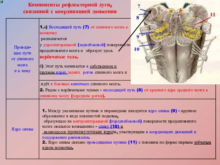 Компоненты рефлекторной дуги, связанной с координацией движения