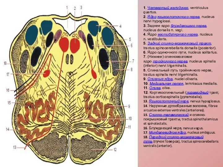 1. Четвертый желудочек, ventriculus quartus. 2. Ядро языкоглоточного нерва, nucleus