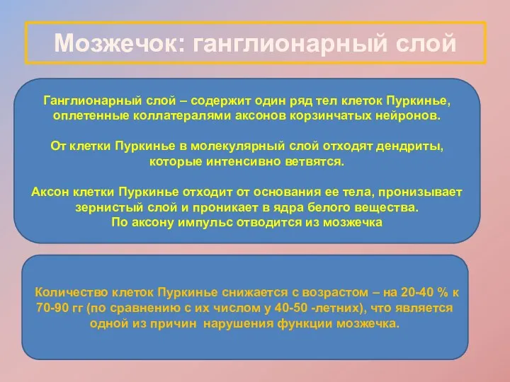 Мозжечок: ганглионарный слой Ганглионарный слой – содержит один ряд тел