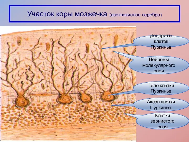 Участок коры мозжечка (азотнокислое серебро) Клетки зернистого слоя Тело клетки