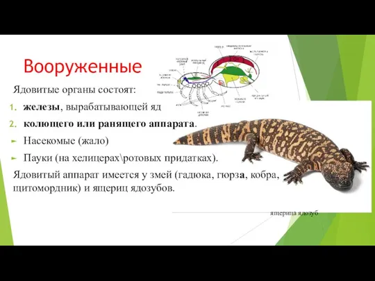 Вооруженные Ядовитые органы состоят: железы, вырабатывающей яд колющего или ранящего