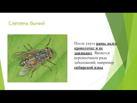 Слепень бычий Раны долго кровоточат и не заживают. Переносчик заболевания