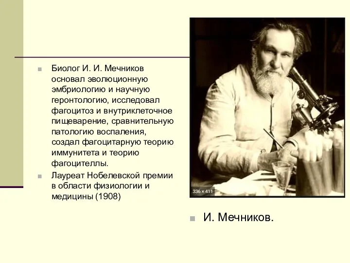 Биолог И. И. Мечников основал эволюционную эмбриологию и научную геронтологию,