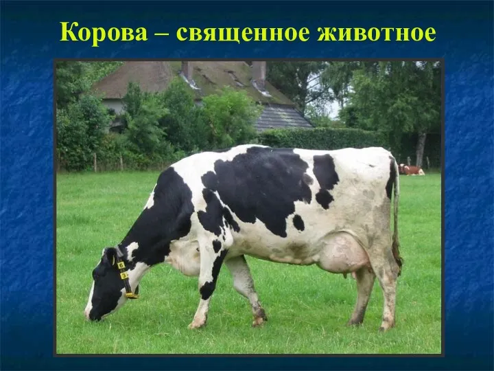 Корова – священное животное