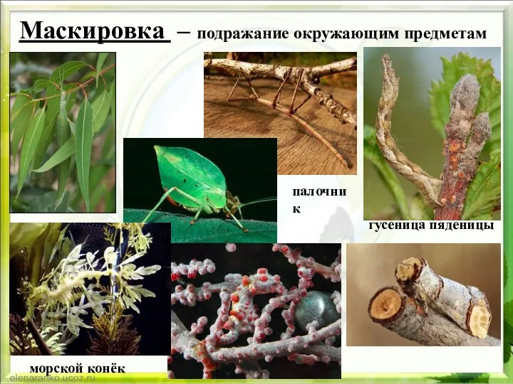 Маскировка – подражание окружающим предметам гусеница пяденицы палочник морской конёк