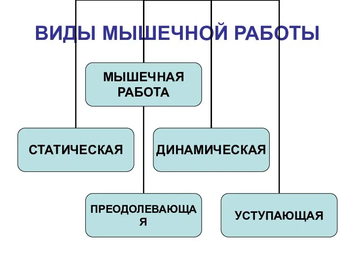 ВИДЫ МЫШЕЧНОЙ РАБОТЫ