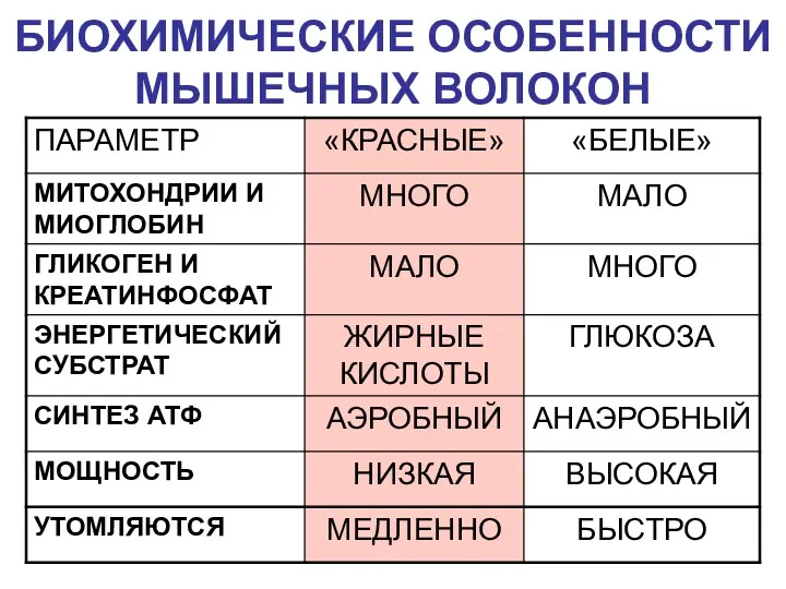 БИОХИМИЧЕСКИЕ ОСОБЕННОСТИ МЫШЕЧНЫХ ВОЛОКОН