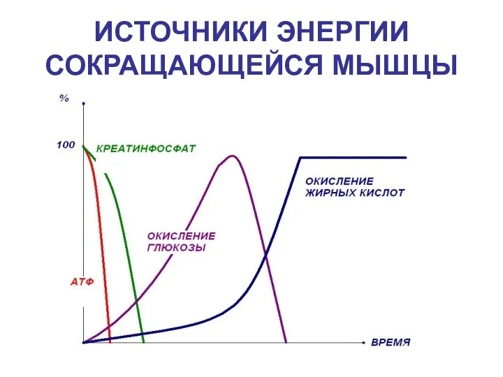 ИСТОЧНИКИ ЭНЕРГИИ СОКРАЩАЮЩЕЙСЯ МЫШЦЫ