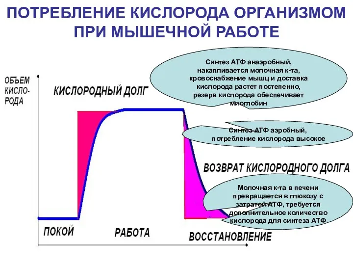 ПОТРЕБЛЕНИЕ КИСЛОРОДА ОРГАНИЗМОМ ПРИ МЫШЕЧНОЙ РАБОТЕ Синтез АТФ анаэробный, накапливается