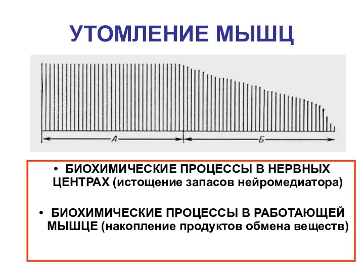 УТОМЛЕНИЕ МЫШЦ БИОХИМИЧЕСКИЕ ПРОЦЕССЫ В НЕРВНЫХ ЦЕНТРАХ (истощение запасов нейромедиатора)