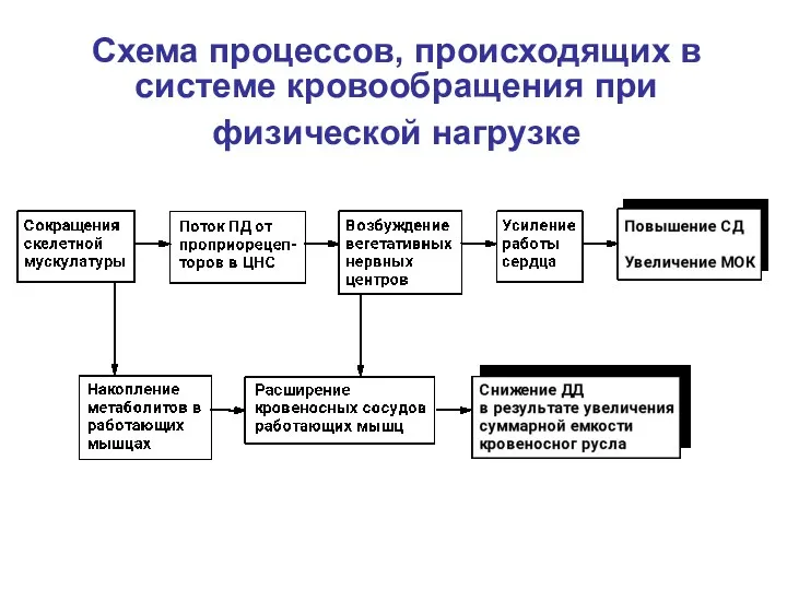 Схема процессов, происходящих в системе кровообращения при физической нагрузке