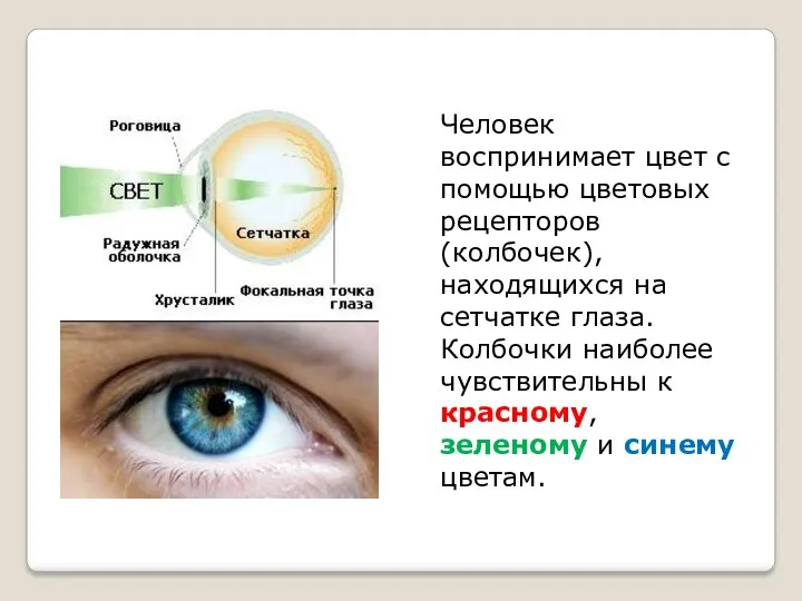 Человек воспринимает цвет с помощью цветовых рецепторов (колбочек), находящихся на