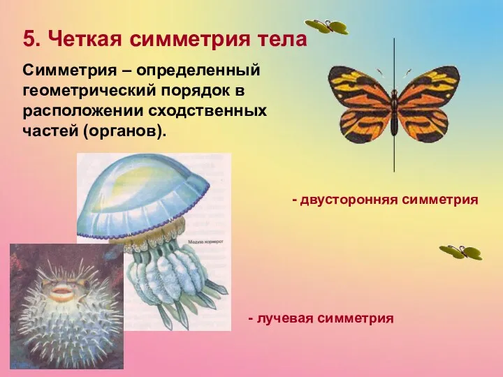 5. Четкая симметрия тела Симметрия – определенный геометрический порядок в