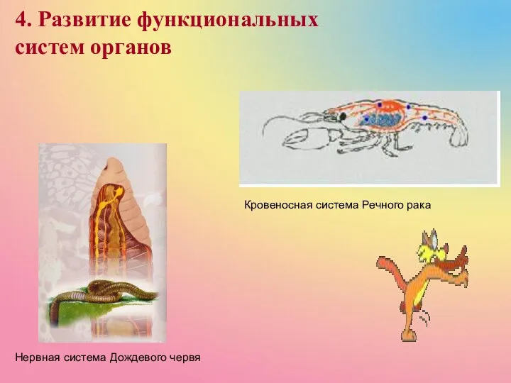 4. Развитие функциональных систем органов Нервная система Дождевого червя Кровеносная система Речного рака