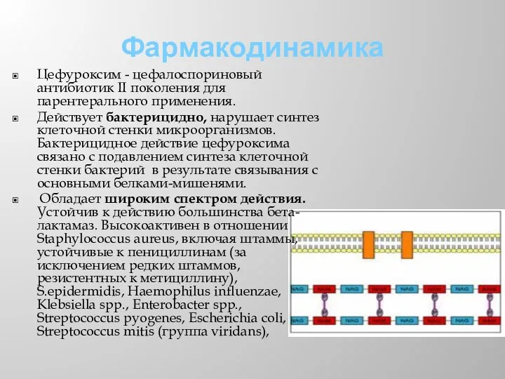 Фармакодинамика Цефуроксим - цефалоспориновый антибиотик II поколения для парентерального применения.