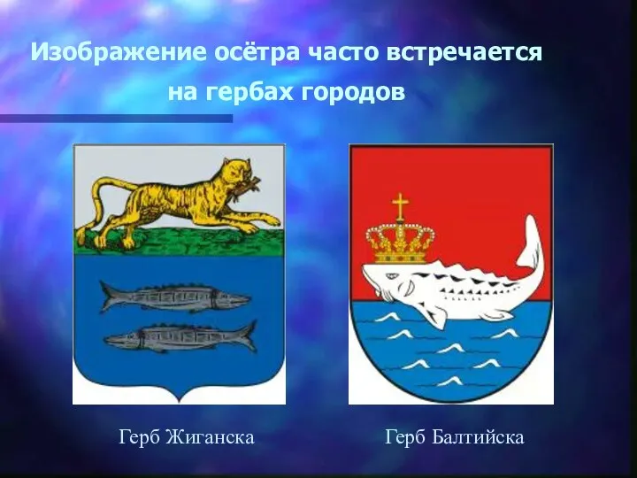 Изображение осётра часто встречается на гербах городов Герб Жиганска Герб Балтийска