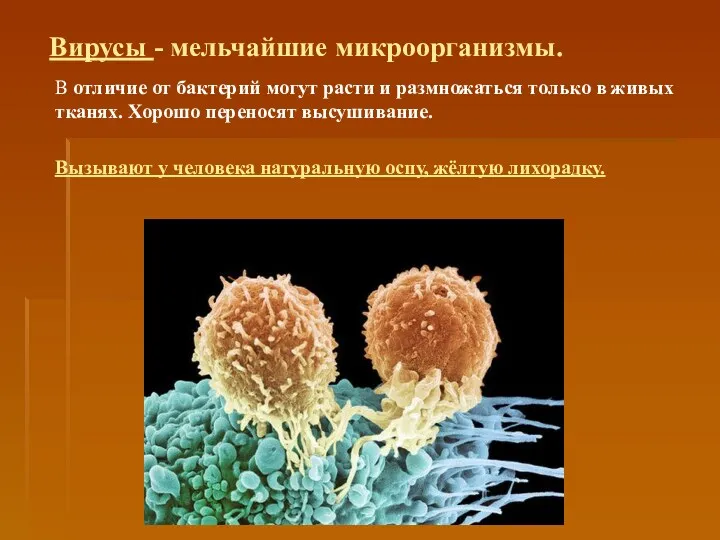 Вирусы - мельчайшие микроорганизмы. В отличие от бактерий могут расти