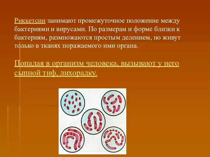 Риккетсии занимают промежуточное положение между бактериями и вирусами. По размерам