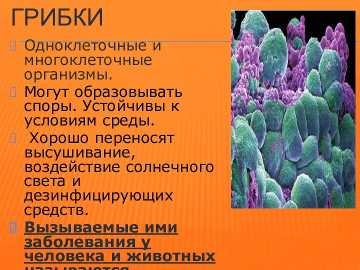 ГРИБКИ Одноклеточные и многоклеточные организмы. Могут образовывать споры. Устойчивы к