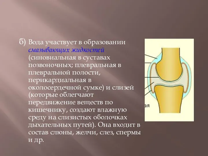 б) Вода участвует в образовании смазывающих жидкостей (синовиальная в суставах