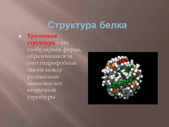 Структура белка Третичная структура – это глобулярная форма, образующаяся за