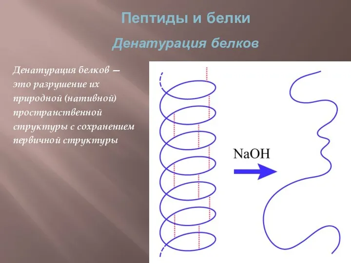 Пептиды и белки Денатурация белков Денатурация белков — это разрушение