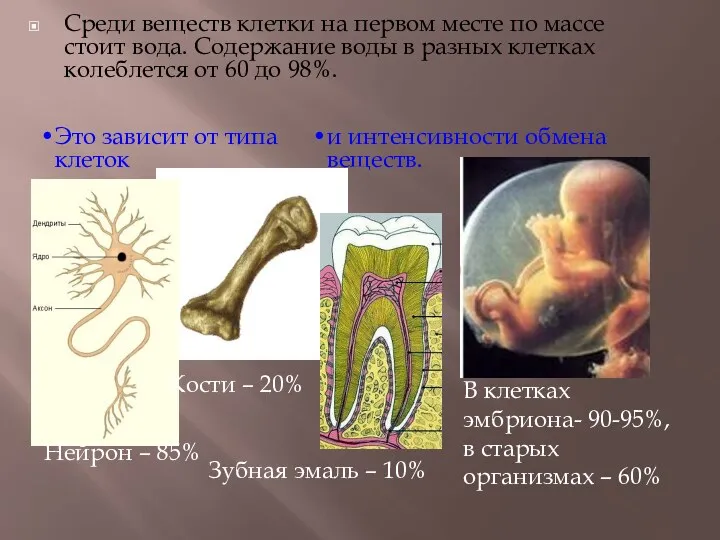 Среди веществ клетки на первом месте по массе стоит вода.