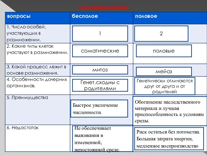 Типы размножения 1 2 соматические половые митоз мейоз Генет.сходны с