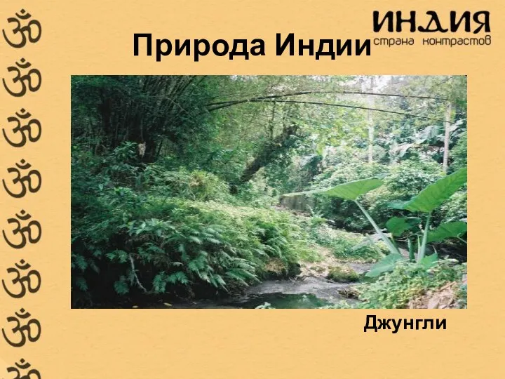 Природа Индии Джунгли