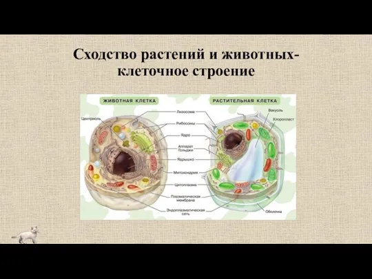 Сходство растений и животных- клеточное строение