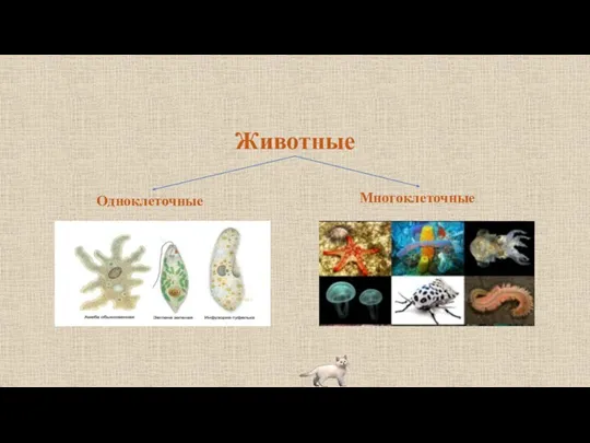 Животные Одноклеточные Многоклеточные