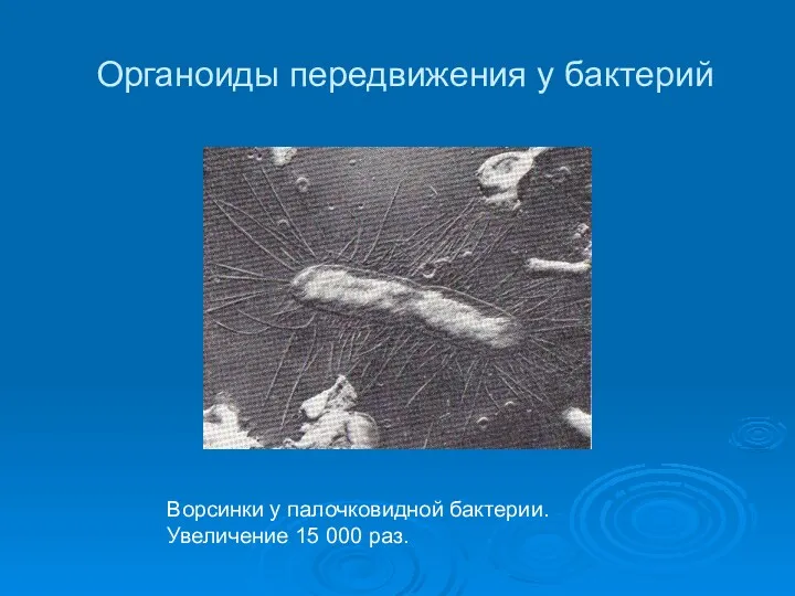 Органоиды передвижения у бактерий Ворсинки у палочковидной бактерии. Увеличение 15 000 раз.