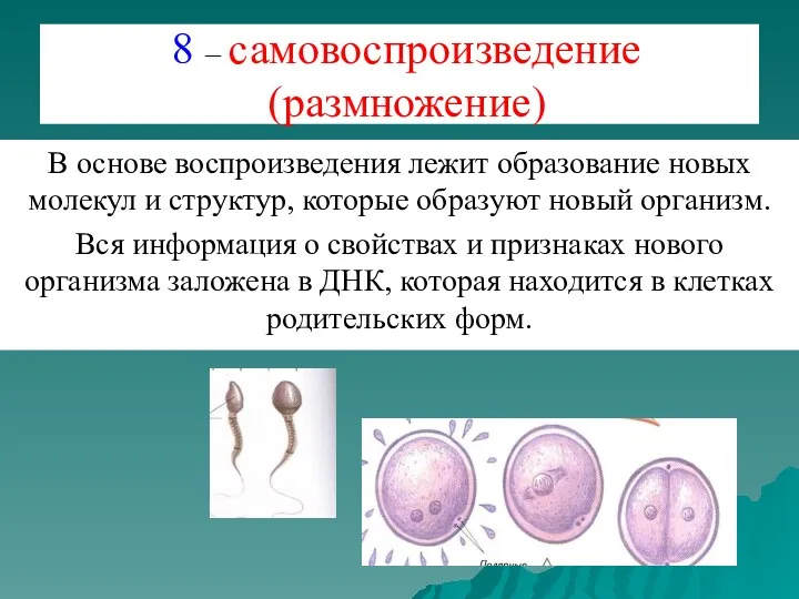 8 – самовоспроизведение (размножение) В основе воспроизведения лежит образование новых