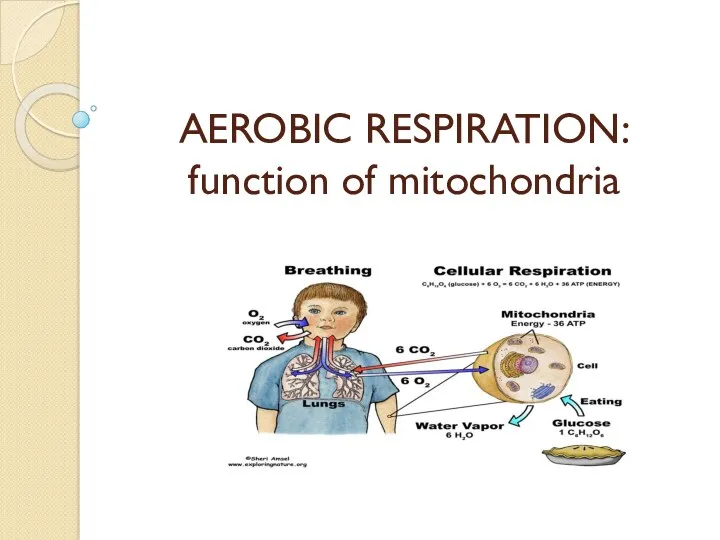 Mitochondria and cellular resoiration