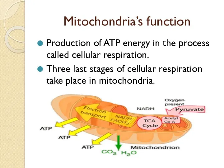 Mitochondria’s function Production of ATP energy in the process called