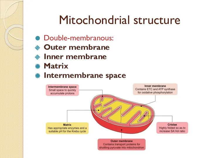 Mitochondrial structure Double-membranous: Outer membrane Inner membrane Matrix Intermembrane space