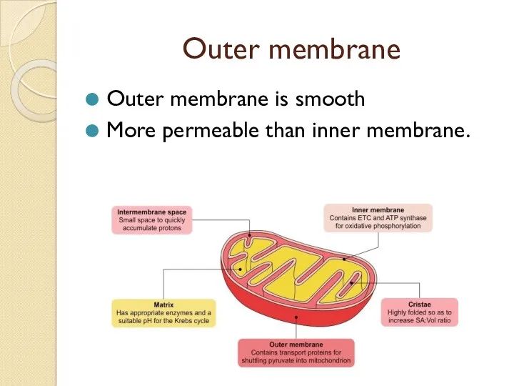 Outer membrane Outer membrane is smooth More permeable than inner membrane.