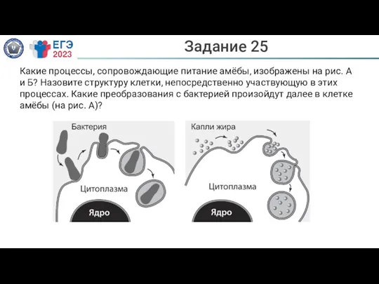 Задание 25 Какие процессы, сопровождающие питание амёбы, изображены на рис.