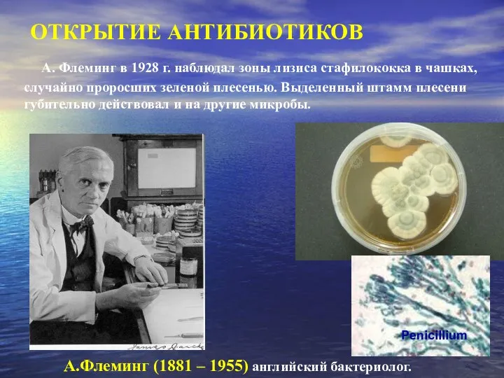 ОТКРЫТИЕ АНТИБИОТИКОВ А. Флеминг в 1928 г. наблюдал зоны лизиса