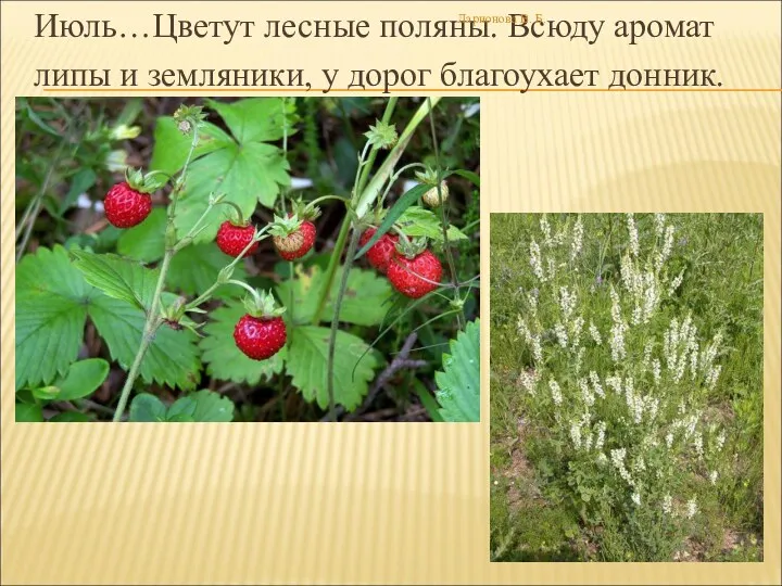 Июль…Цветут лесные поляны. Всюду аромат липы и земляники, у дорог благоухает донник. Ларионова В. Б.