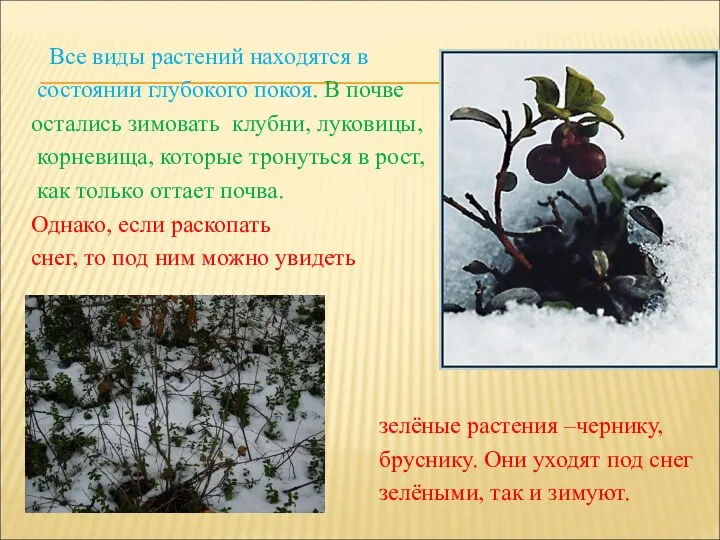 Все виды растений находятся в состоянии глубокого покоя. В почве